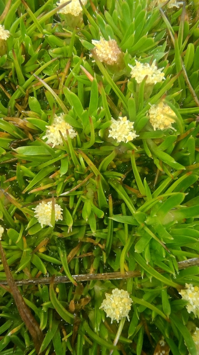 Parantennaria uniceps photo 4