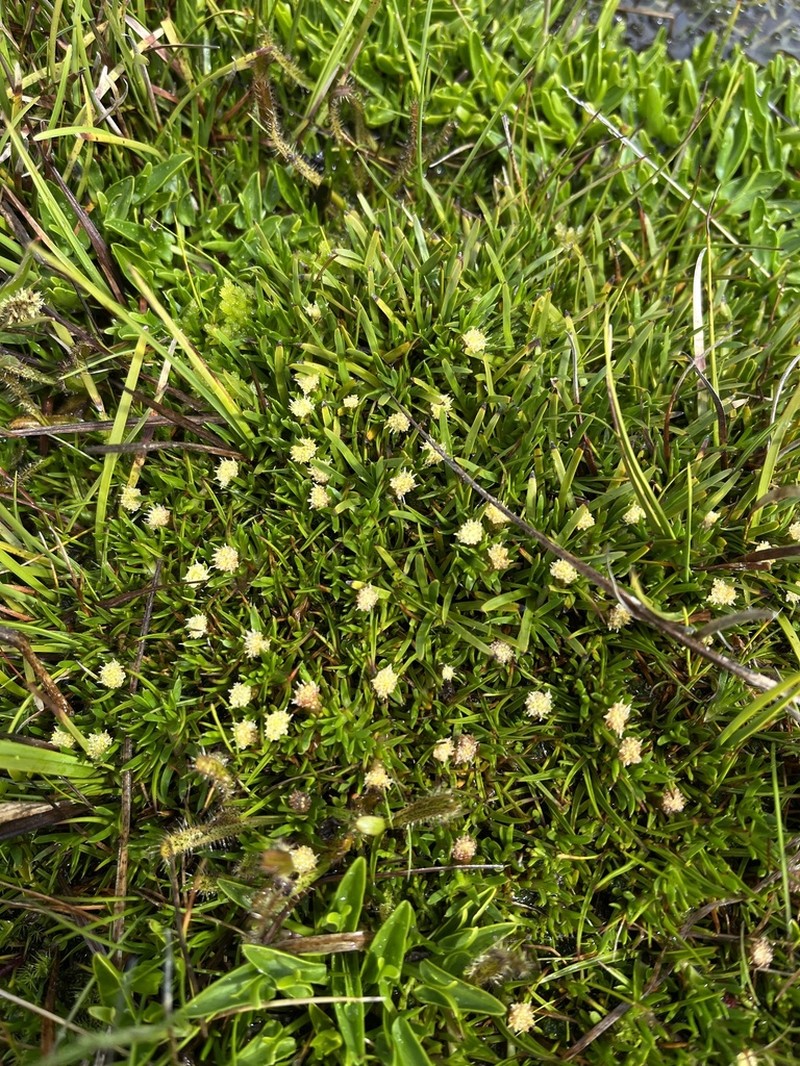 Parantennaria uniceps photo 5