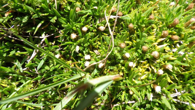 Parantennaria uniceps photo 6