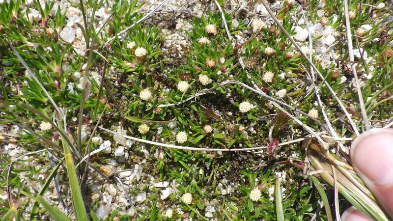 Parantennaria uniceps photo 7