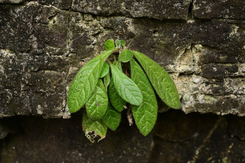 Paraphlomis kuankuoshuiensis