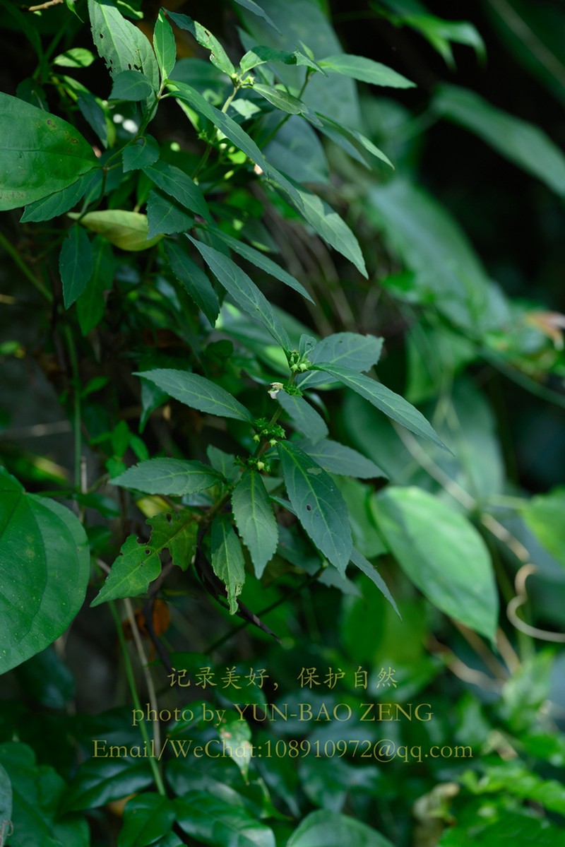Paraphlomis qingyuanensis