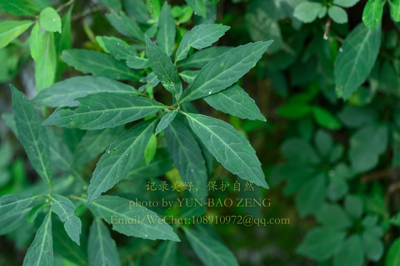 Paraphlomis qingyuanensis photo 2