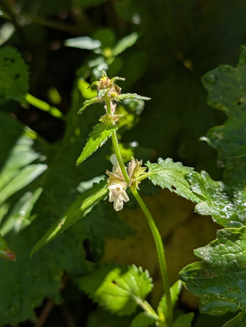 Paraphlomis strictiflora