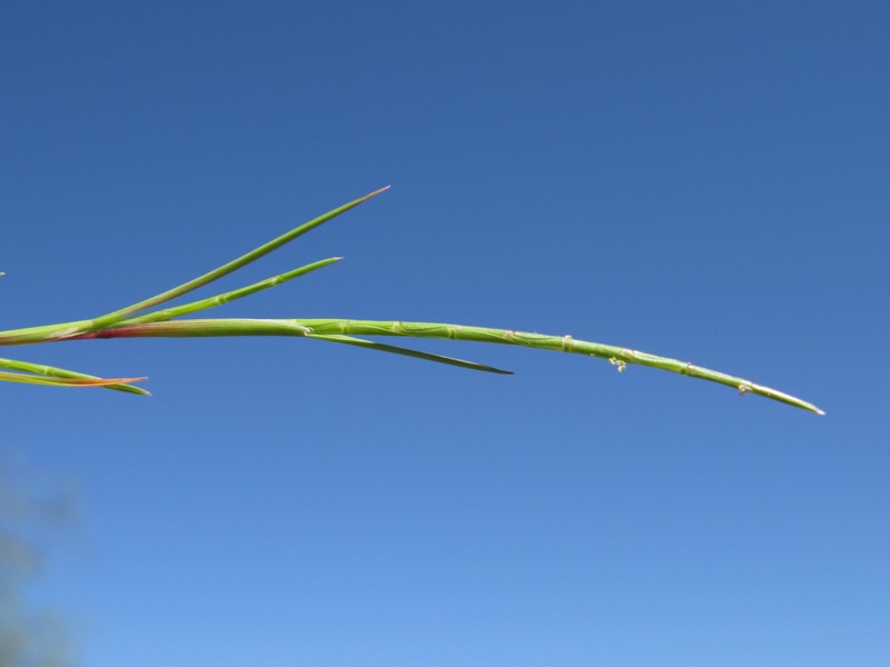 Curved Sicklegrass photo 5