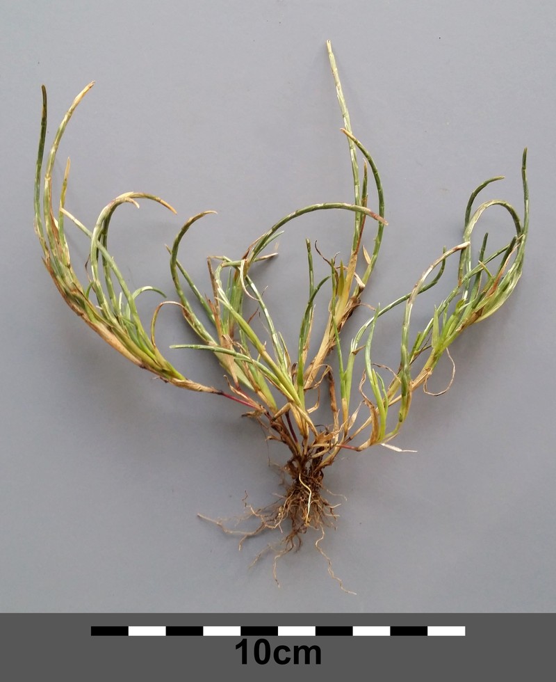 Curved Sicklegrass photo 2