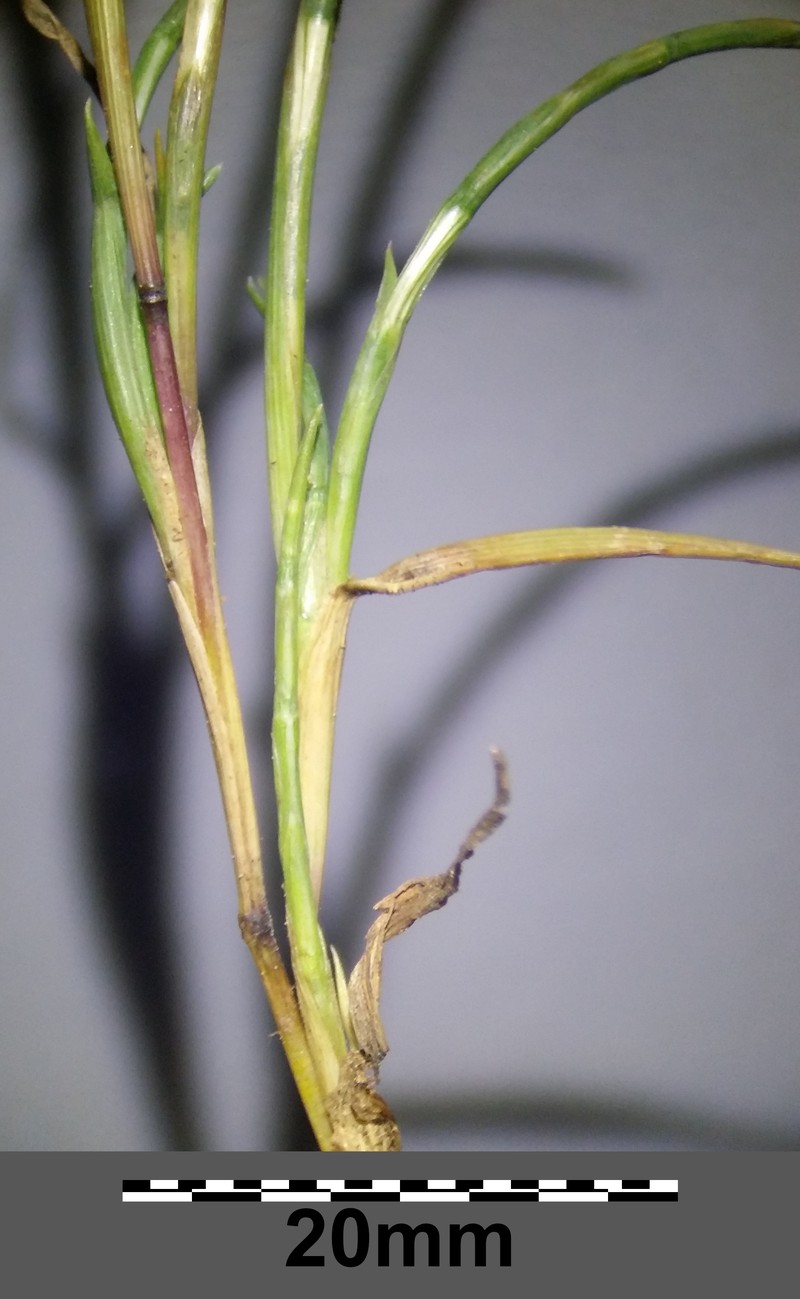 Curved Sicklegrass photo 3