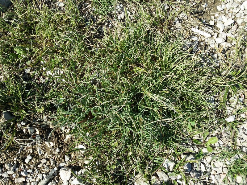 Curved Sicklegrass photo 4