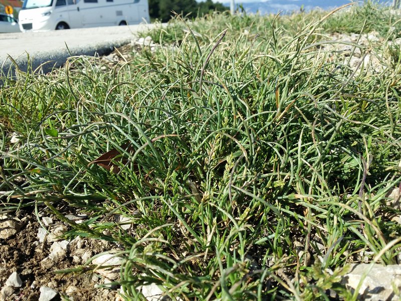 Curved Sicklegrass photo 6