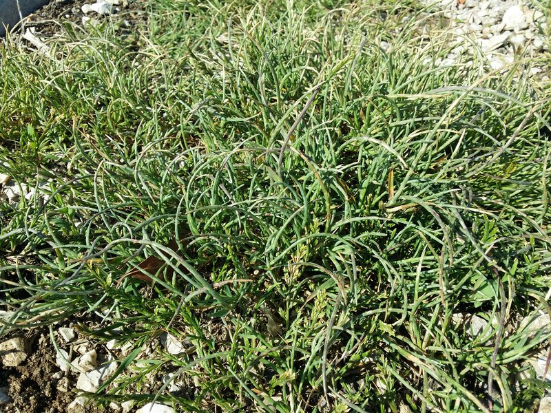 Curved Sicklegrass photo 7