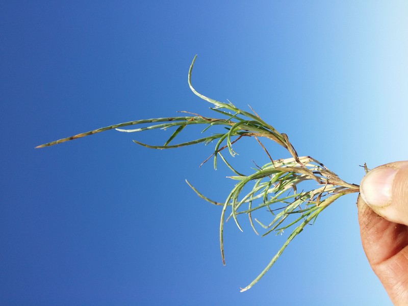 Curved Sicklegrass photo 8