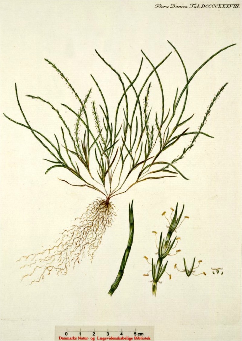 Strigose Sicklegrass photo 5