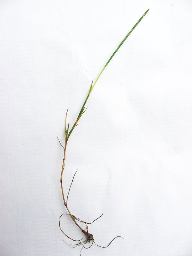 Strigose Sicklegrass photo 6