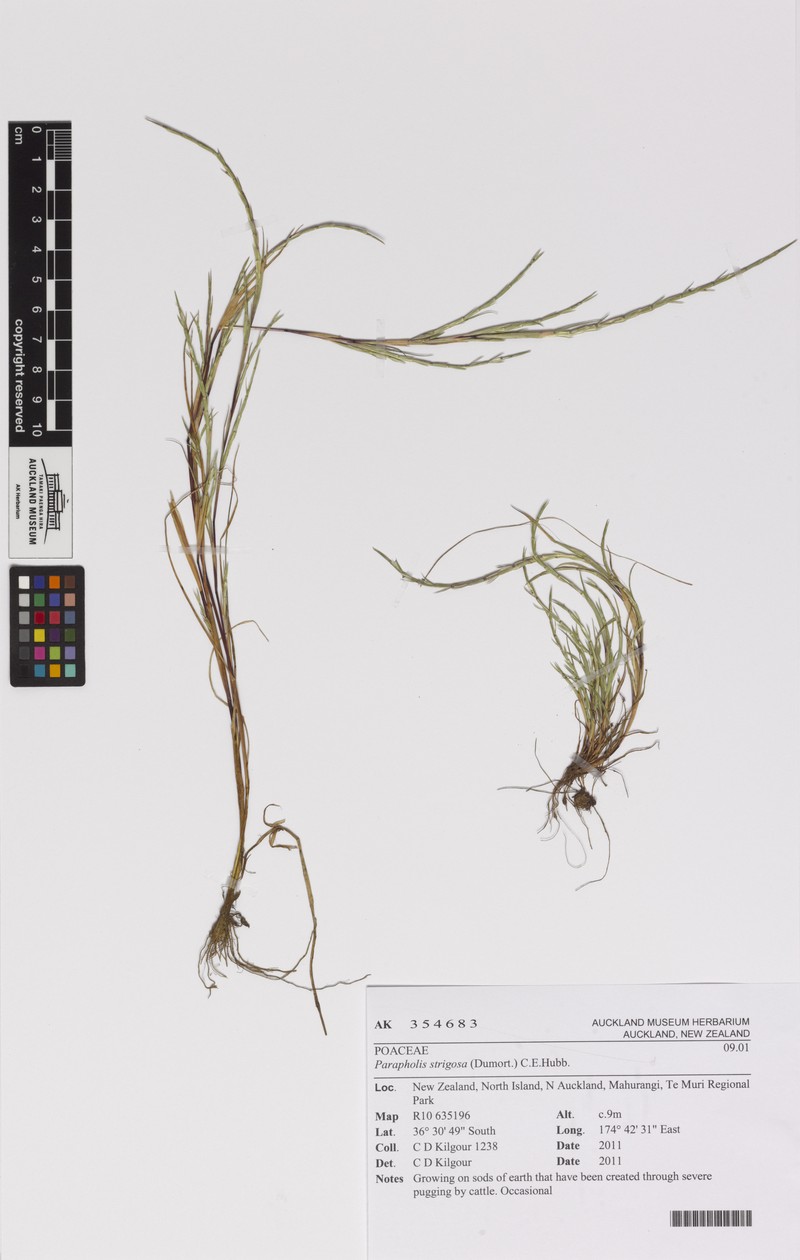 Strigose Sicklegrass photo 7