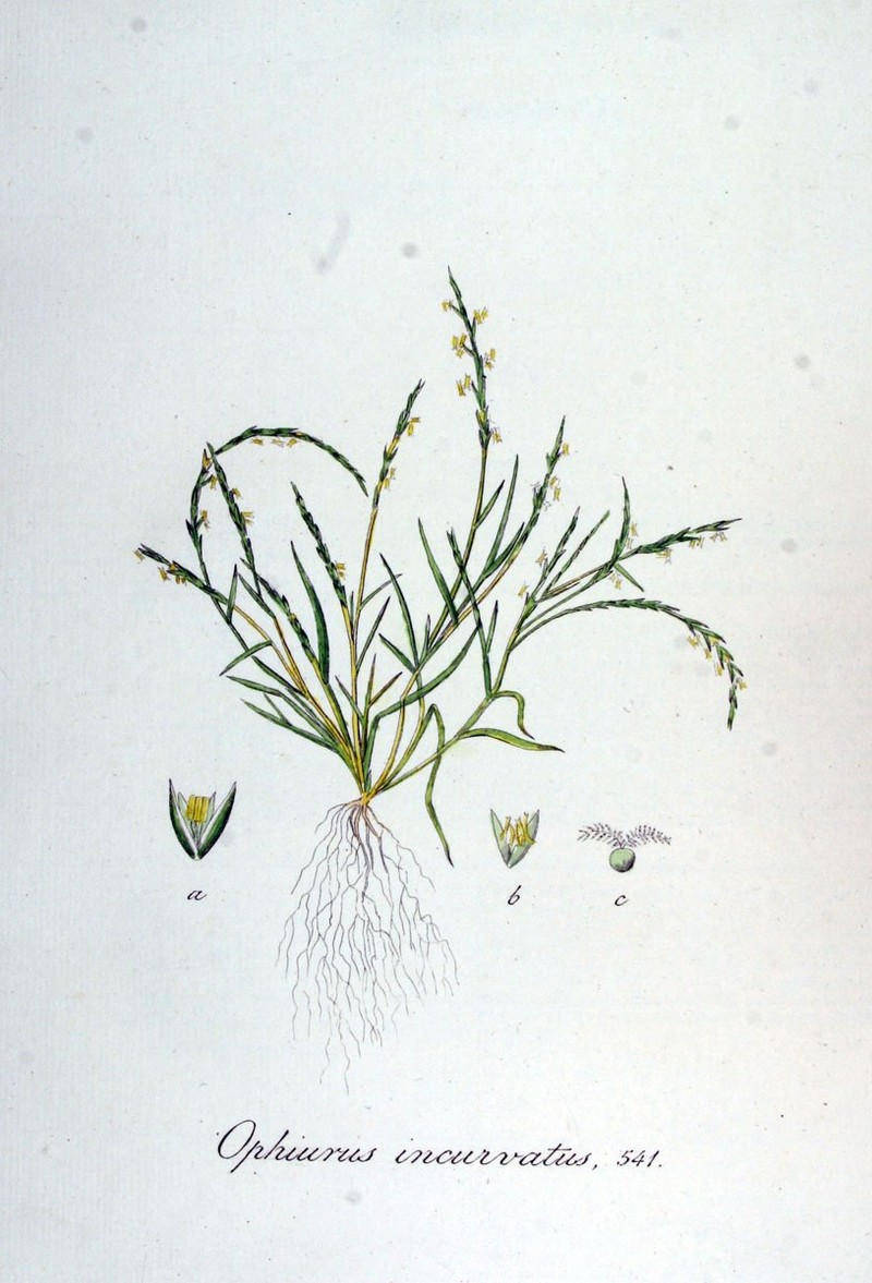 Strigose Sicklegrass photo 2