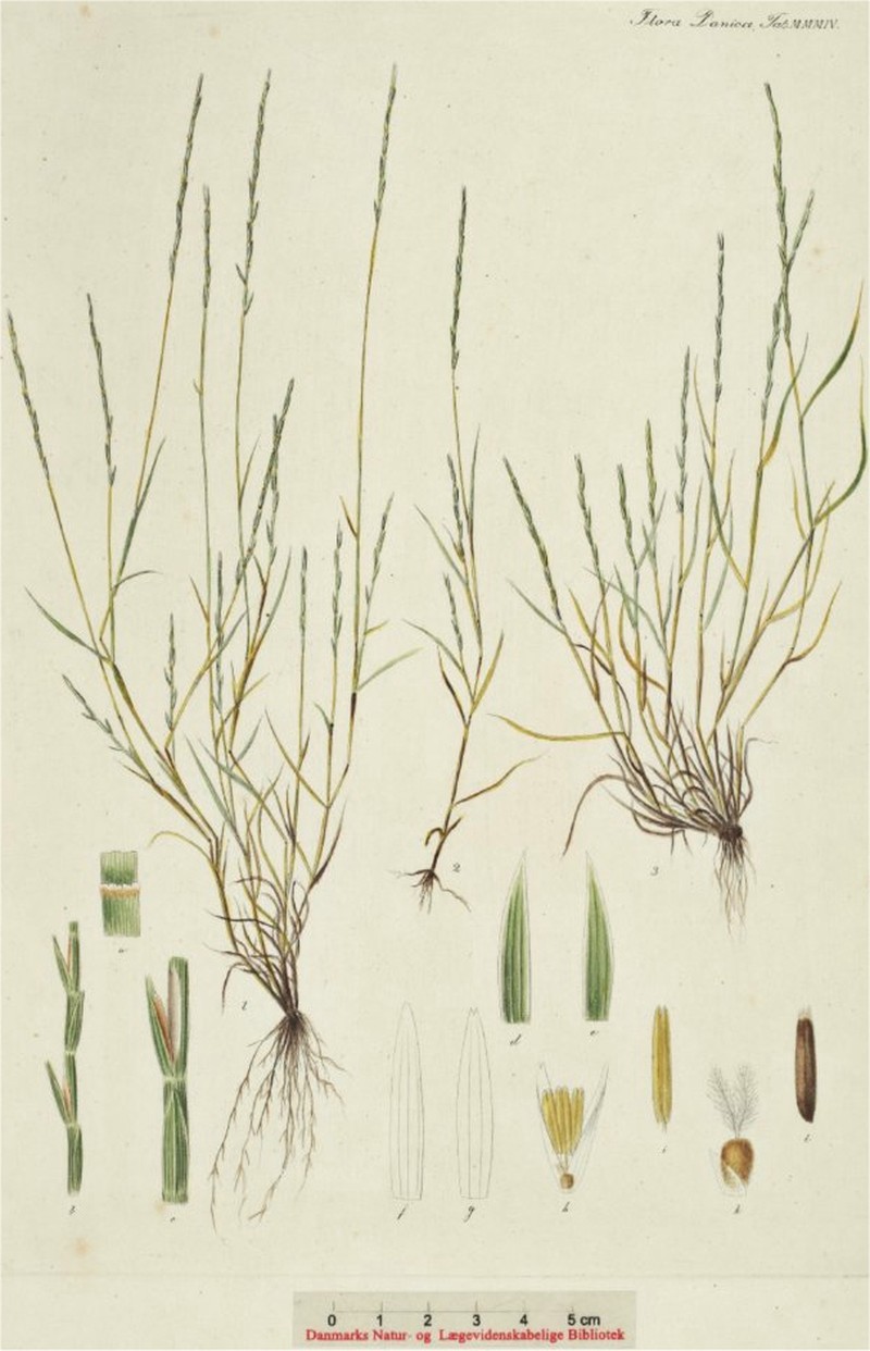 Strigose Sicklegrass photo 3