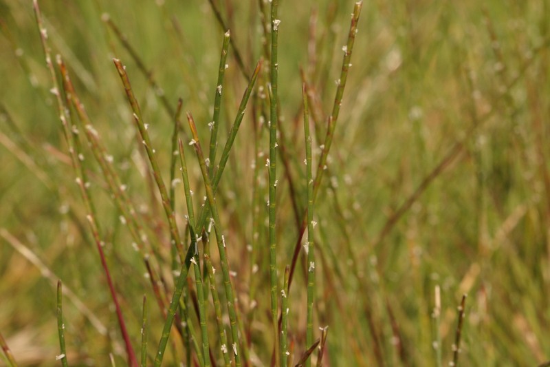 Strigose Sicklegrass photo 4