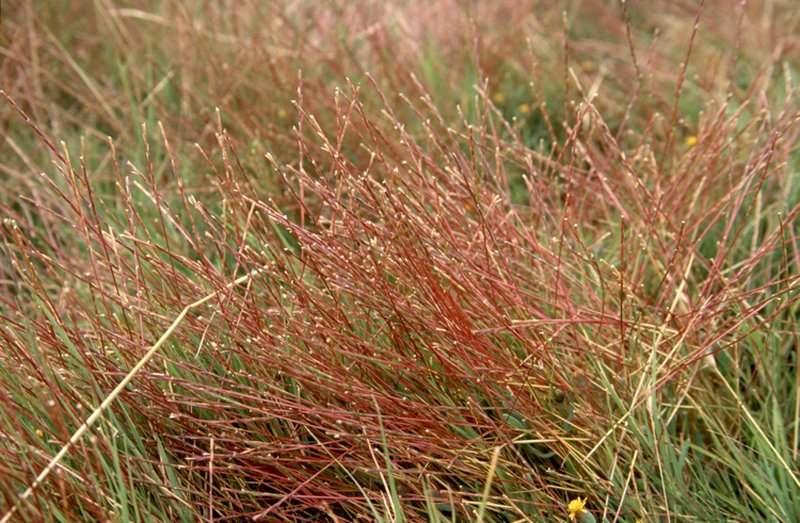 Strigose Sicklegrass