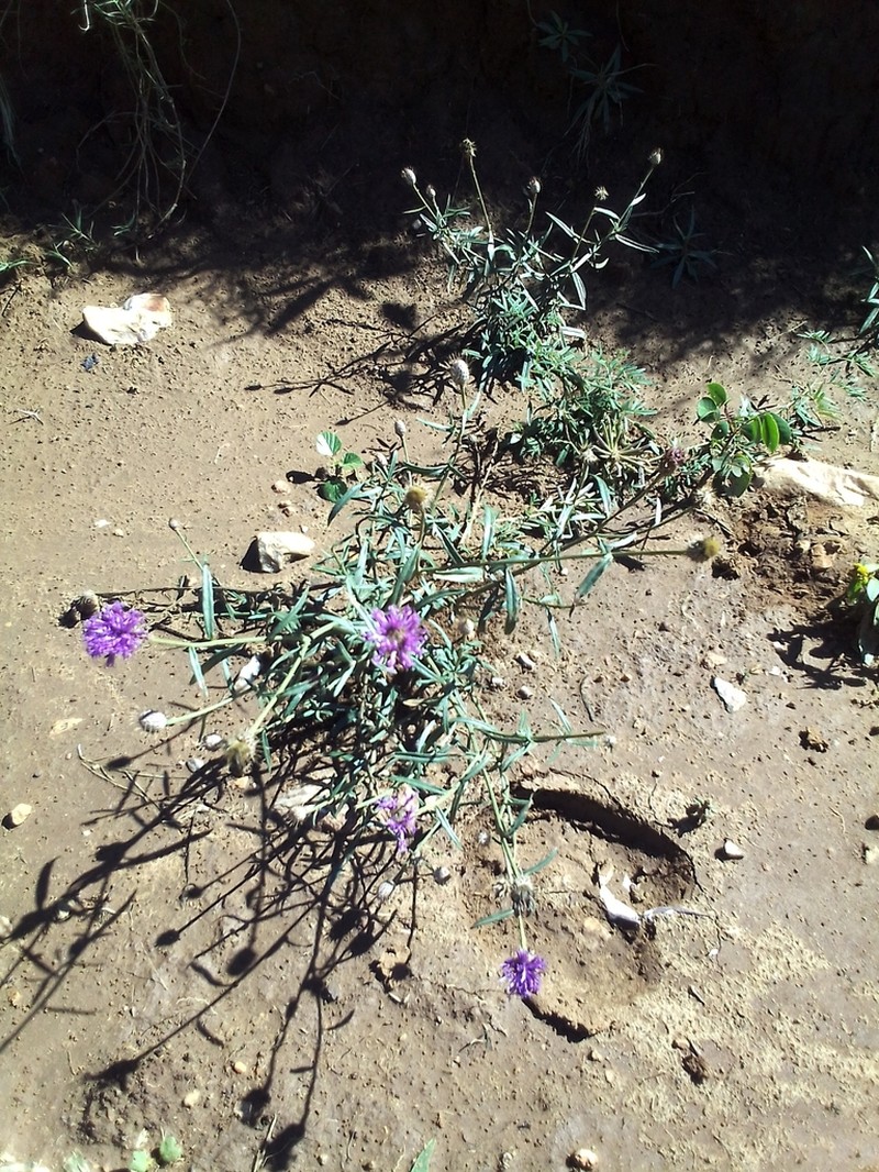 Parapolydora fastigiata
