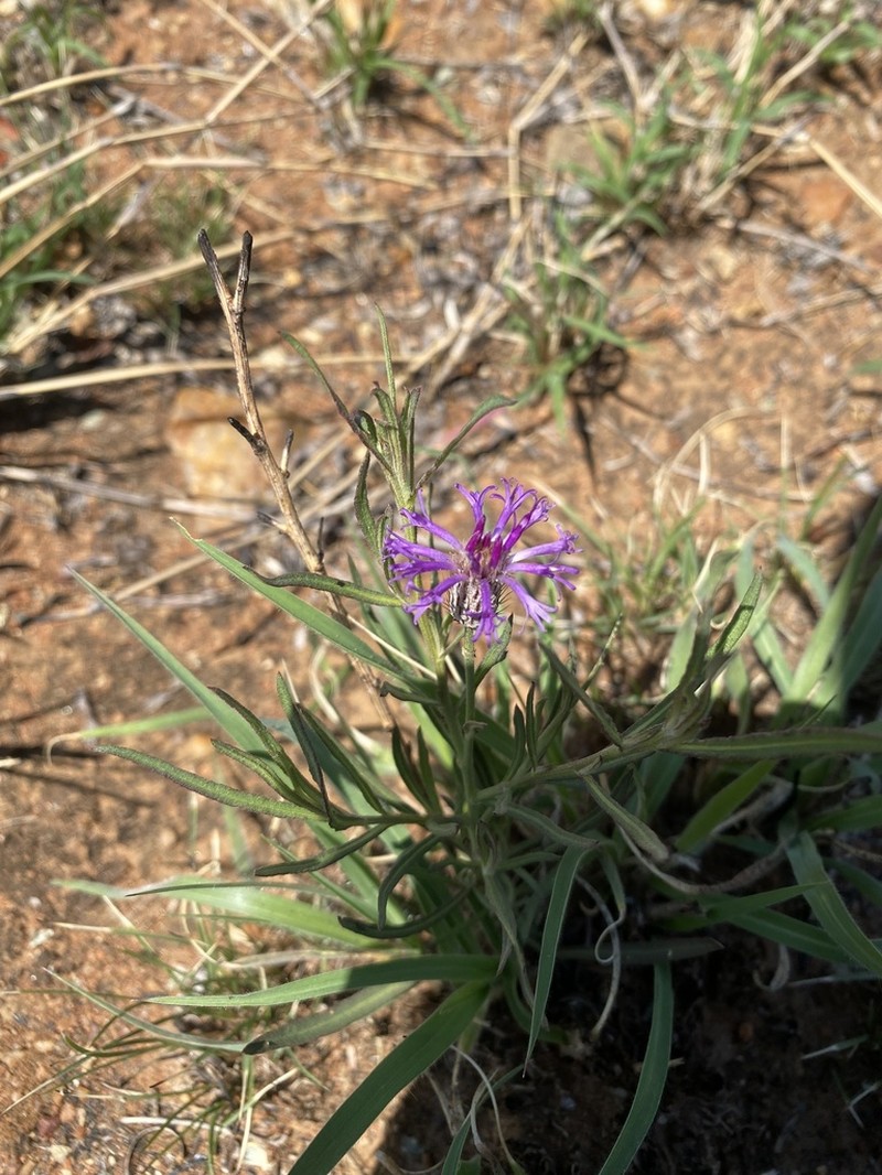 Parapolydora fastigiata photo 2