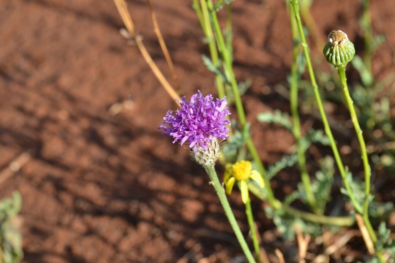 Parapolydora fastigiata photo 3