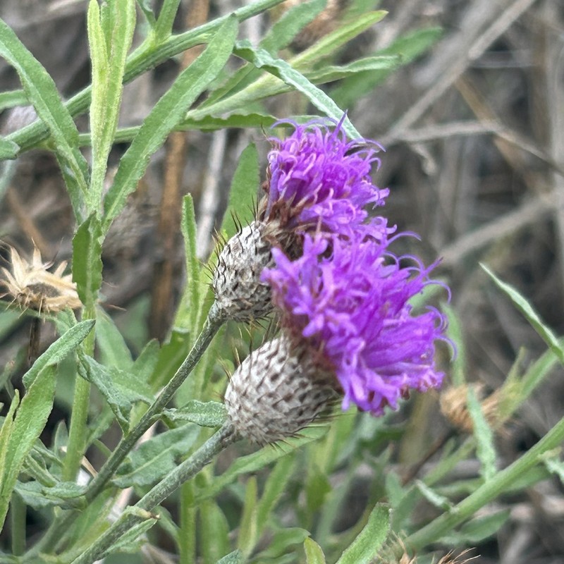 Parapolydora fastigiata photo 4
