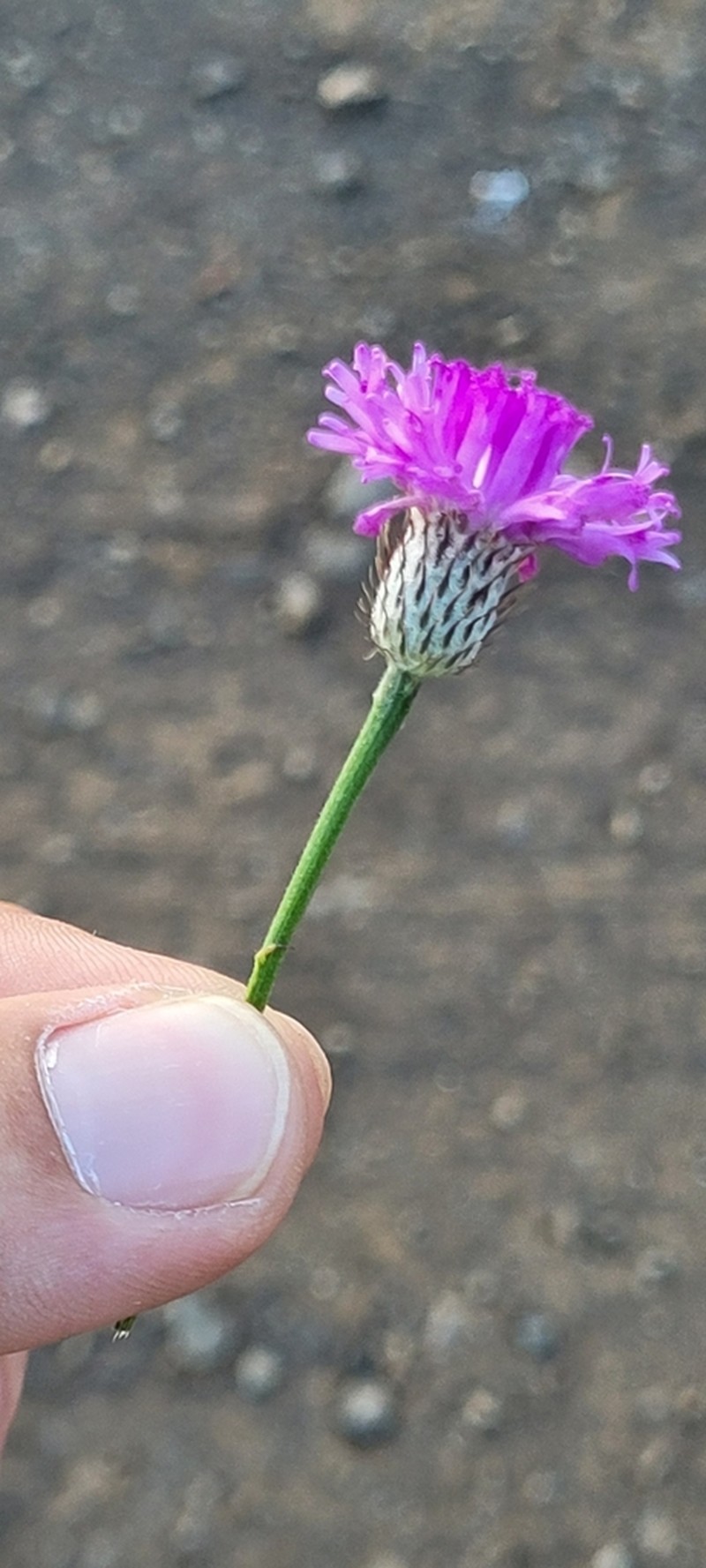 Parapolydora fastigiata photo 5