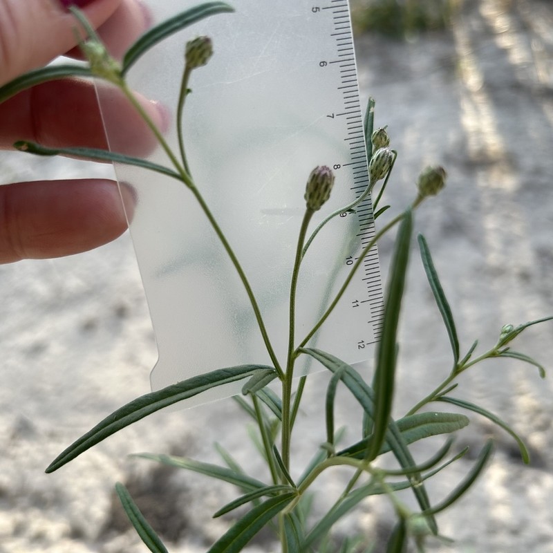 Parapolydora fastigiata photo 6