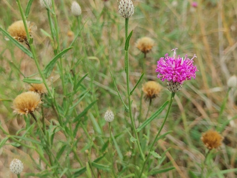 Parapolydora fastigiata photo 8