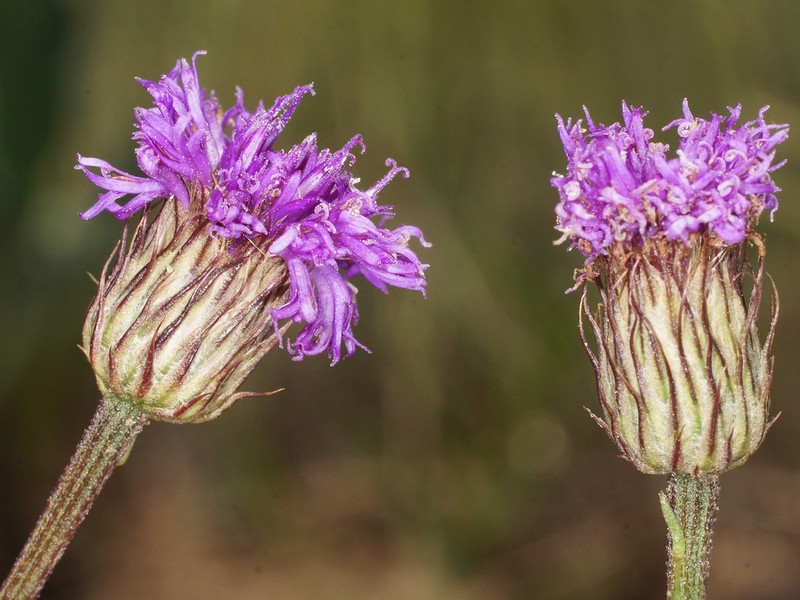 Parapolydora gerrardii