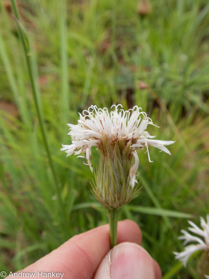 Parapolydora gerrardii photo 2