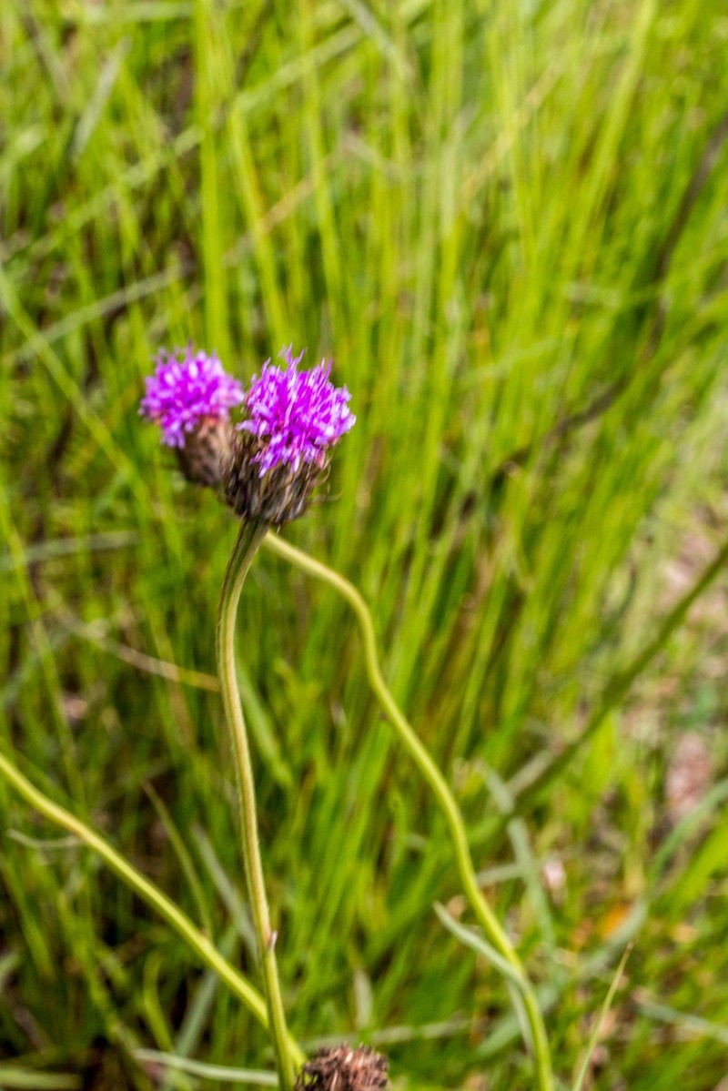 Parapolydora gerrardii photo 3