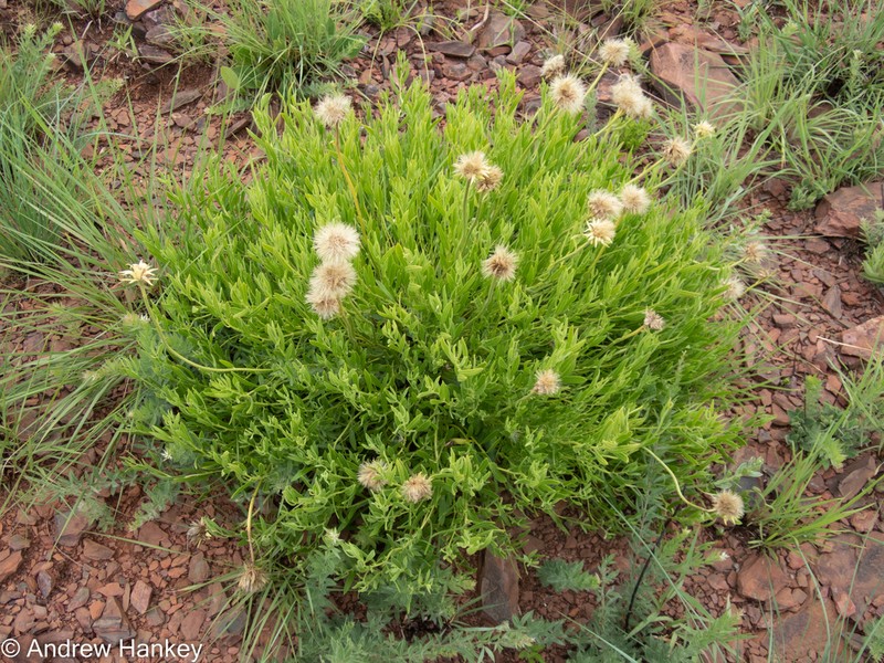 Parapolydora gerrardii photo 5