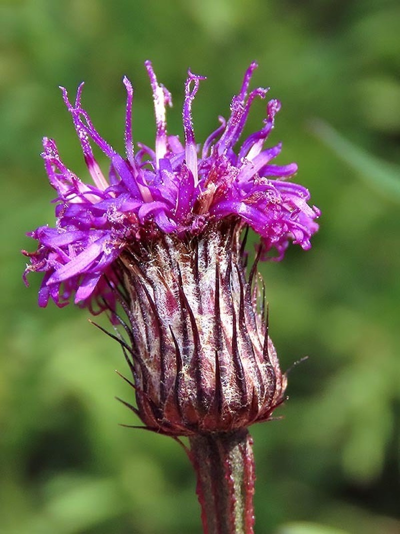 Parapolydora gerrardii photo 6