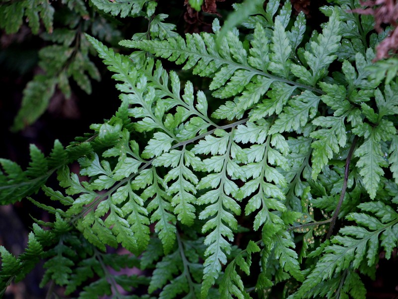 Parapolystichum acuminatum