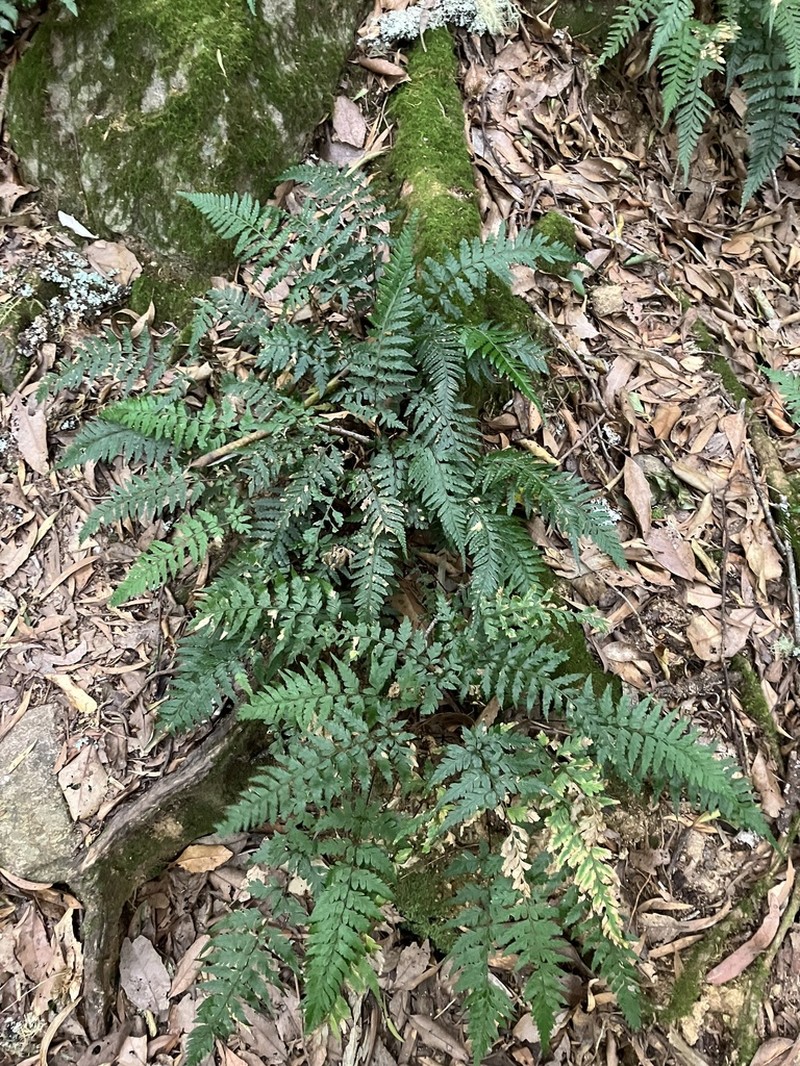 Parapolystichum acuminatum photo 2
