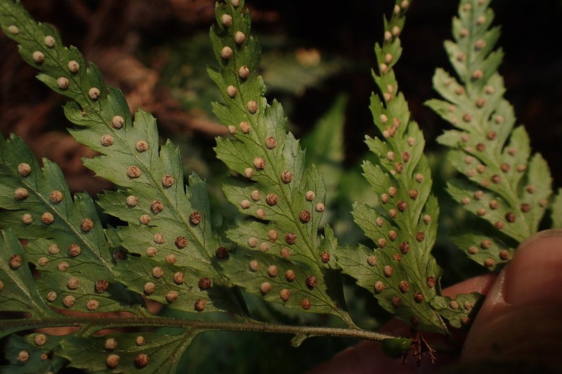 Parapolystichum acuminatum photo 3