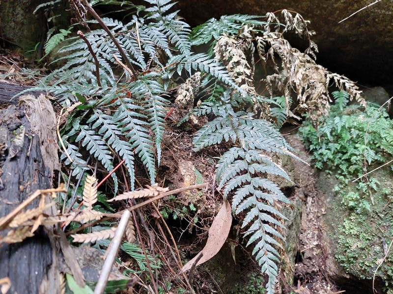 Parapolystichum acuminatum photo 4