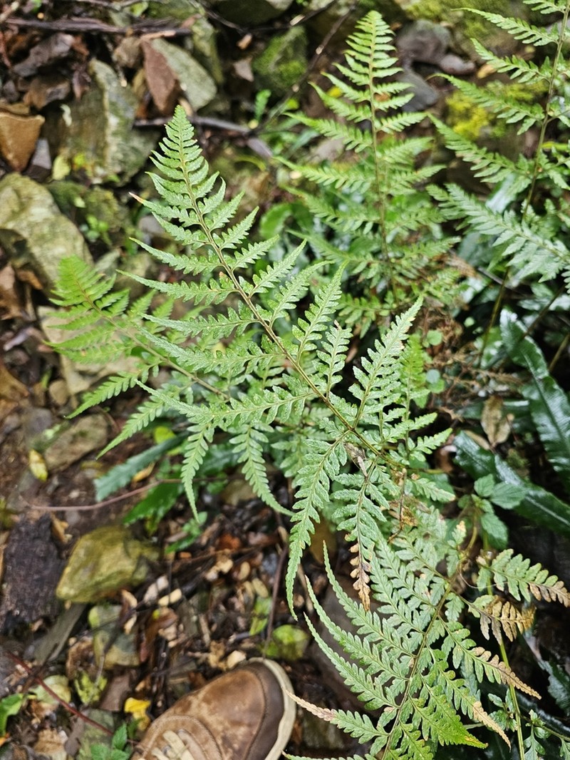Parapolystichum acuminatum photo 5