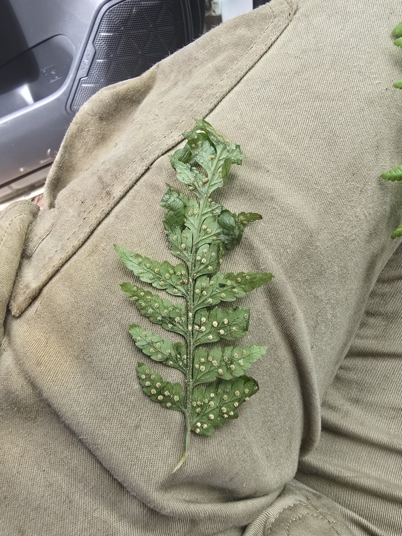 Parapolystichum acuminatum photo 6