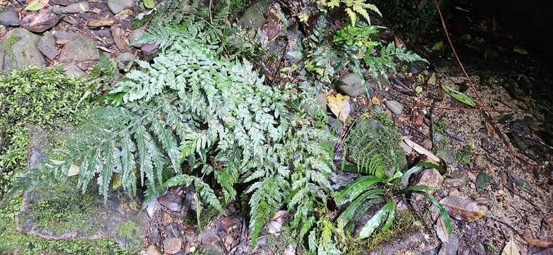 Parapolystichum acuminatum photo 7