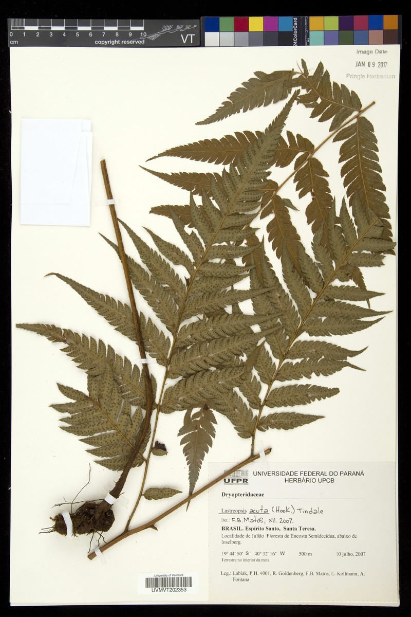 Parapolystichum acutum