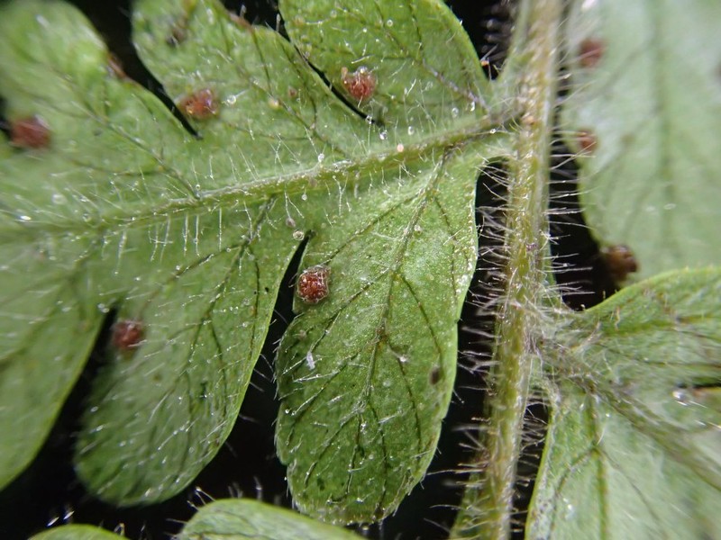 Parapolystichum barterianum