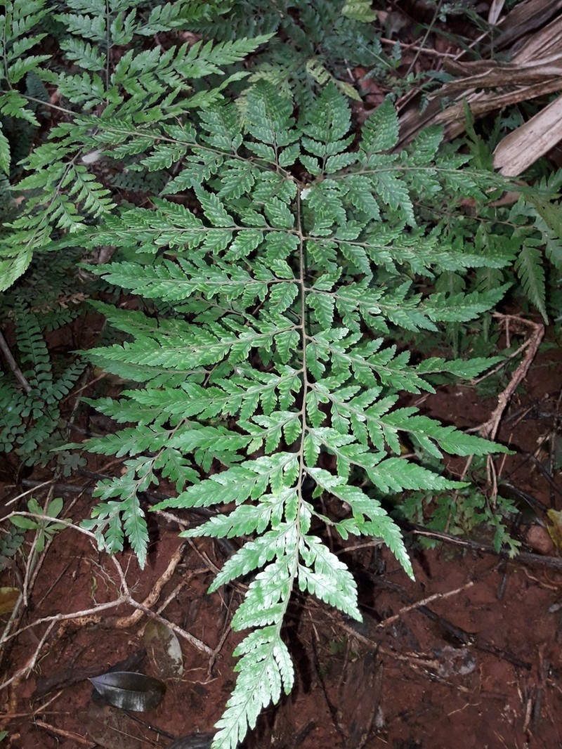 Parapolystichum calanthum