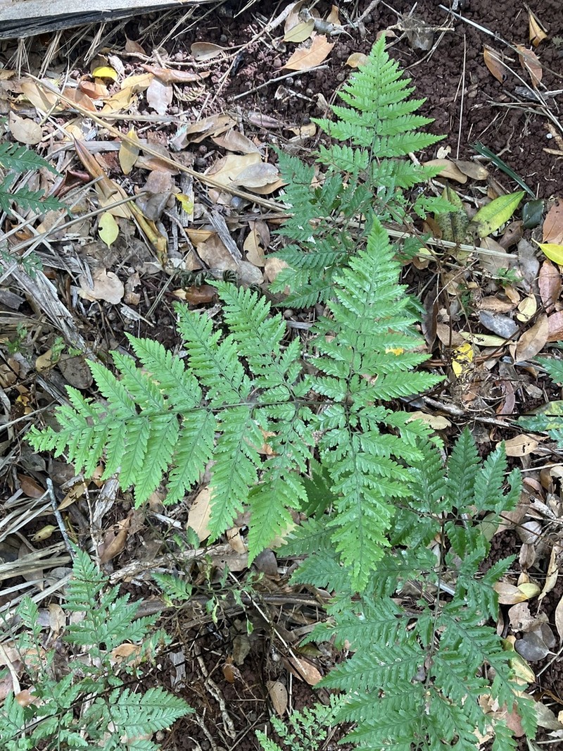 Parapolystichum calanthum photo 2