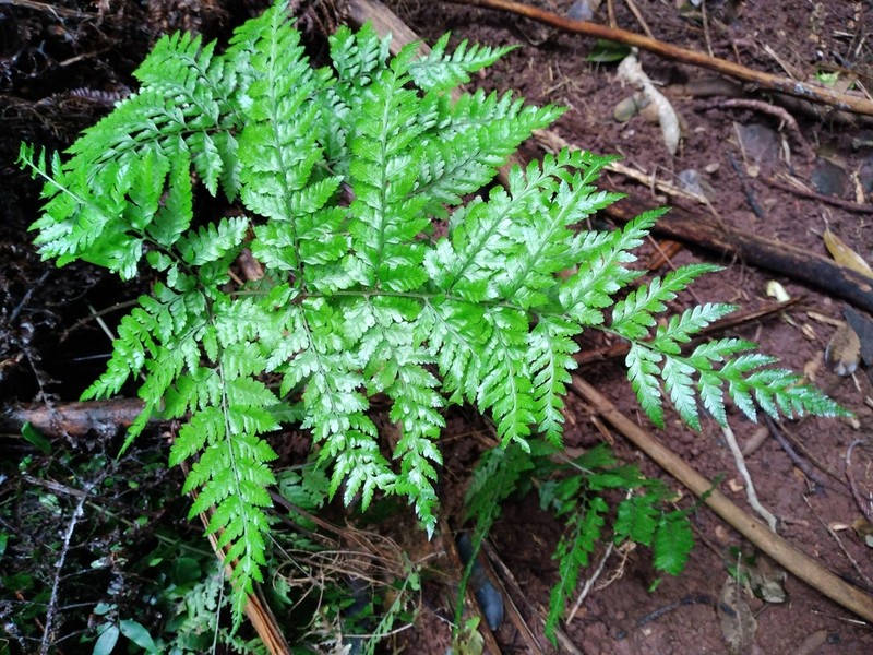 Parapolystichum calanthum photo 3