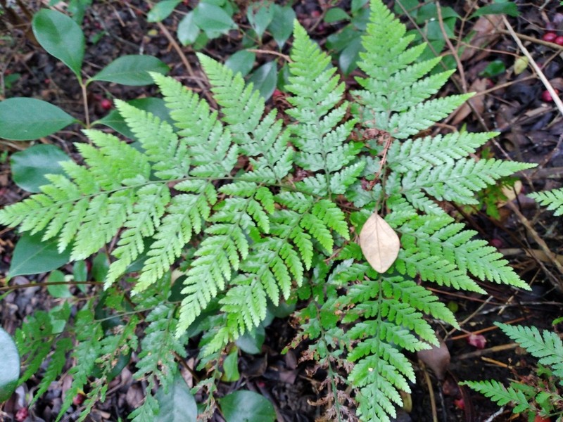 Parapolystichum calanthum photo 4