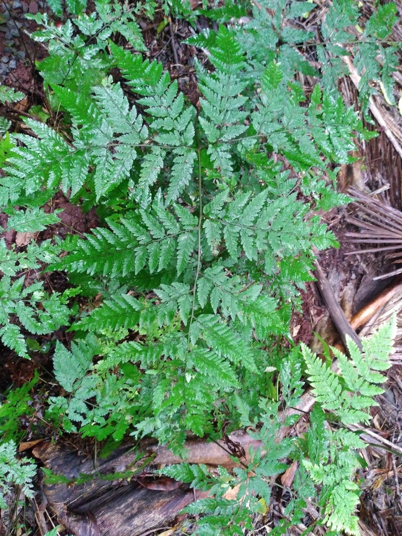 Parapolystichum calanthum photo 5
