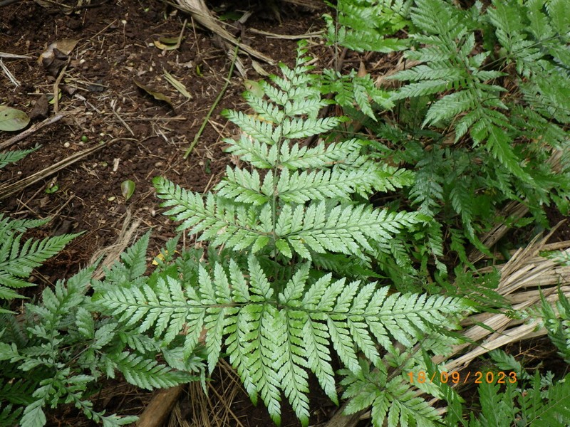 Parapolystichum calanthum photo 6