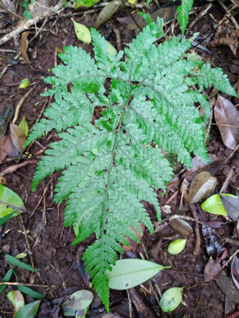 Parapolystichum calanthum photo 7